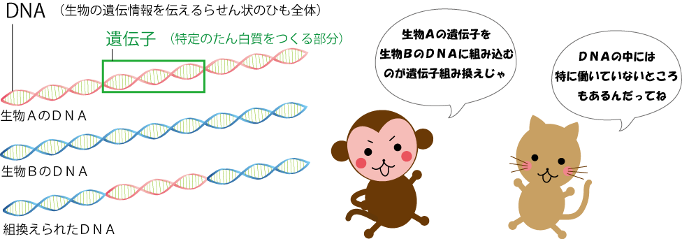 DNAと遺伝子