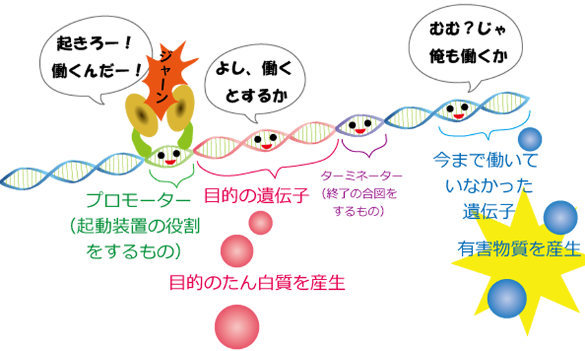 遺伝子組み換えの基礎知識 サルでもわかる遺伝子組み換え