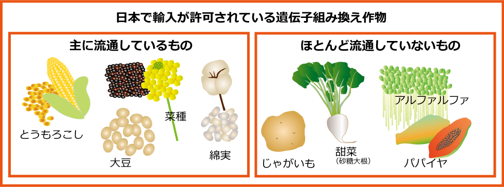 日本に輸入許可されているＧＭ作物