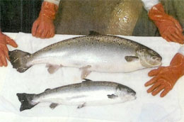GM-salmon