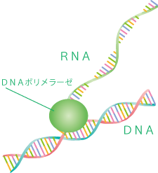 DNAからRNAをつくる